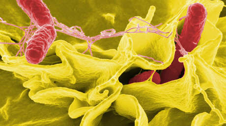 Científicos chinos crean una bacteria que revolucionaría el tratamiento del cáncer