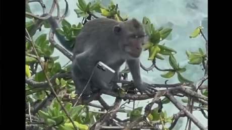 VIDEO: Un mono de Bali tiene ya un iPhone 16 Pro Max, ¿y tú?