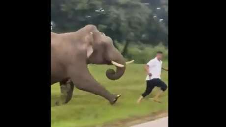 VIDEO: Un hombre es multado tras ser pisoteado por un elefante al intentar hacer una ‘selfie’
