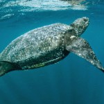 Reintroducen unas 150 tortugas gigantes en una isla de Galápagos de la que desaparecieron hace un siglo